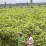 EDP-Cassava-Value-Chain-Project6-625x405