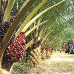 PIND to Revive the Oil Palm Business