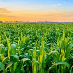 What Nigeria is Missing by doing Agriculture Wrong