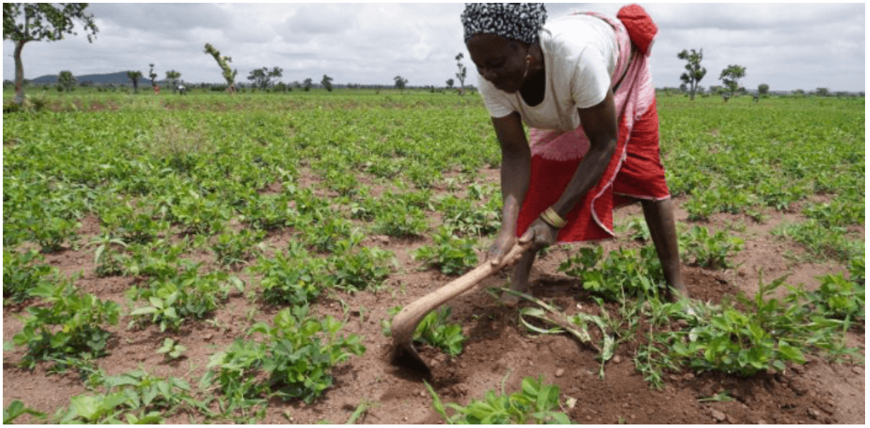 Digitalisation: FG, NDDC, others transforming agriculture entrepreneurship in Niger Delta